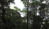 hábito florestal do loureiro – Laurus nobilis