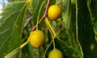 frutos imaturos do lódão-bastardo - Celtis australis