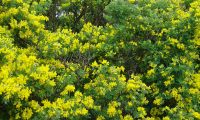 floração das pascoinhas, aspecto-parcial - Coronilla valentina subsp. glauca