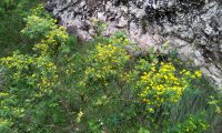 pascoinhas no meio natural - Coronilla valentina subsp. glauca
