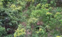 comunidade de pascoinhas, serra-do-reino (Cesaredas-Pó) - Coronilla glauca