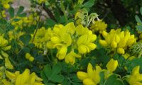 fllores da pascoinha - Coronilla glauca