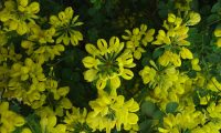 coroas de flores da pascoinhas - Coronilla glauca