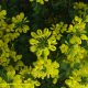 coroas de flores da pascoinhas - Coronilla glauca