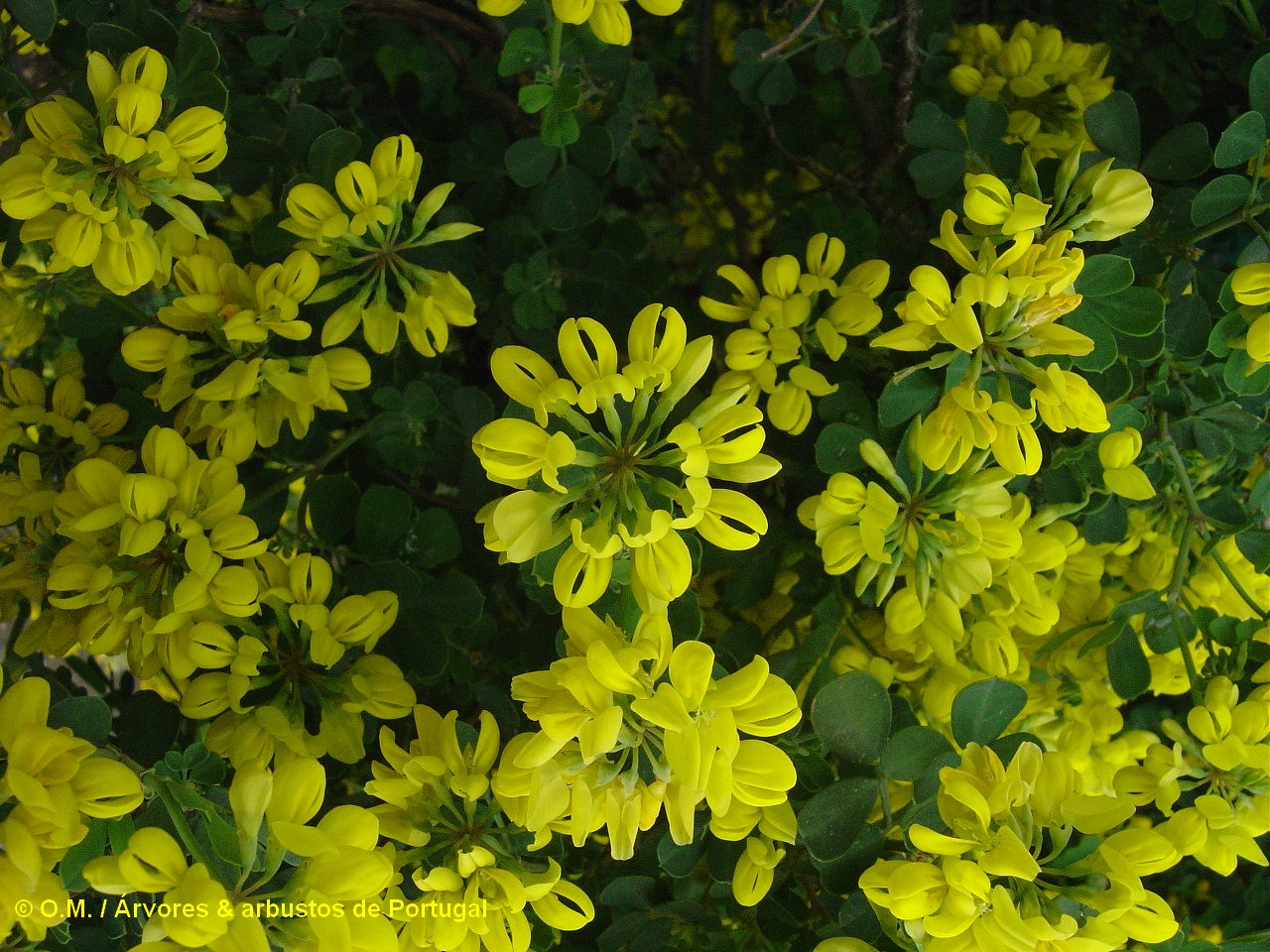 coroas de flores da pascoinhas - Coronilla glauca