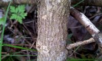 ritidoma da pascoinhas - Coronilla glauca