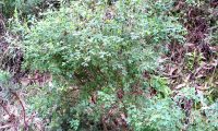 hábito da pascoinhas - Coronilla valentina