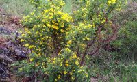 hábito flloração das pascoinhas - Coronilla valentina