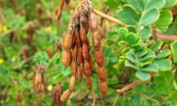 lomentos (frutos) de pascoinhas - Coronilla valentina