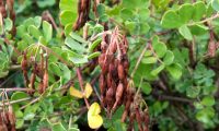 lomentos das pascoinhas - Coronilla glauca