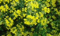 aspecto parcial, floracão da pascoinhas - Coronilla glauca