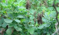 vagens maduras da pascoinhas - Coronilla glauca