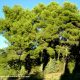 grupo de pinheiros-de-alepo – Pinus halepensis