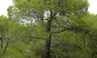hábito adulto de pinheiro-de-alepo – Pinus halepensis