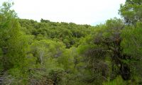 pinhal de pinheiro-de-alepo – Pinus halepensis