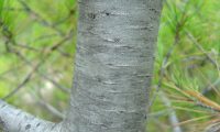 ritidoma acizentado e liso de um jovem pinheiro-de-alepo – Pinus halepensis