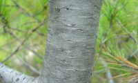 ritidoma acizentado e liso de um jovem pinheiro-de-alepo – Pinus halepensis