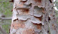 ritidoma de pinheiro-de-alepo jovem – Pinus halepensis