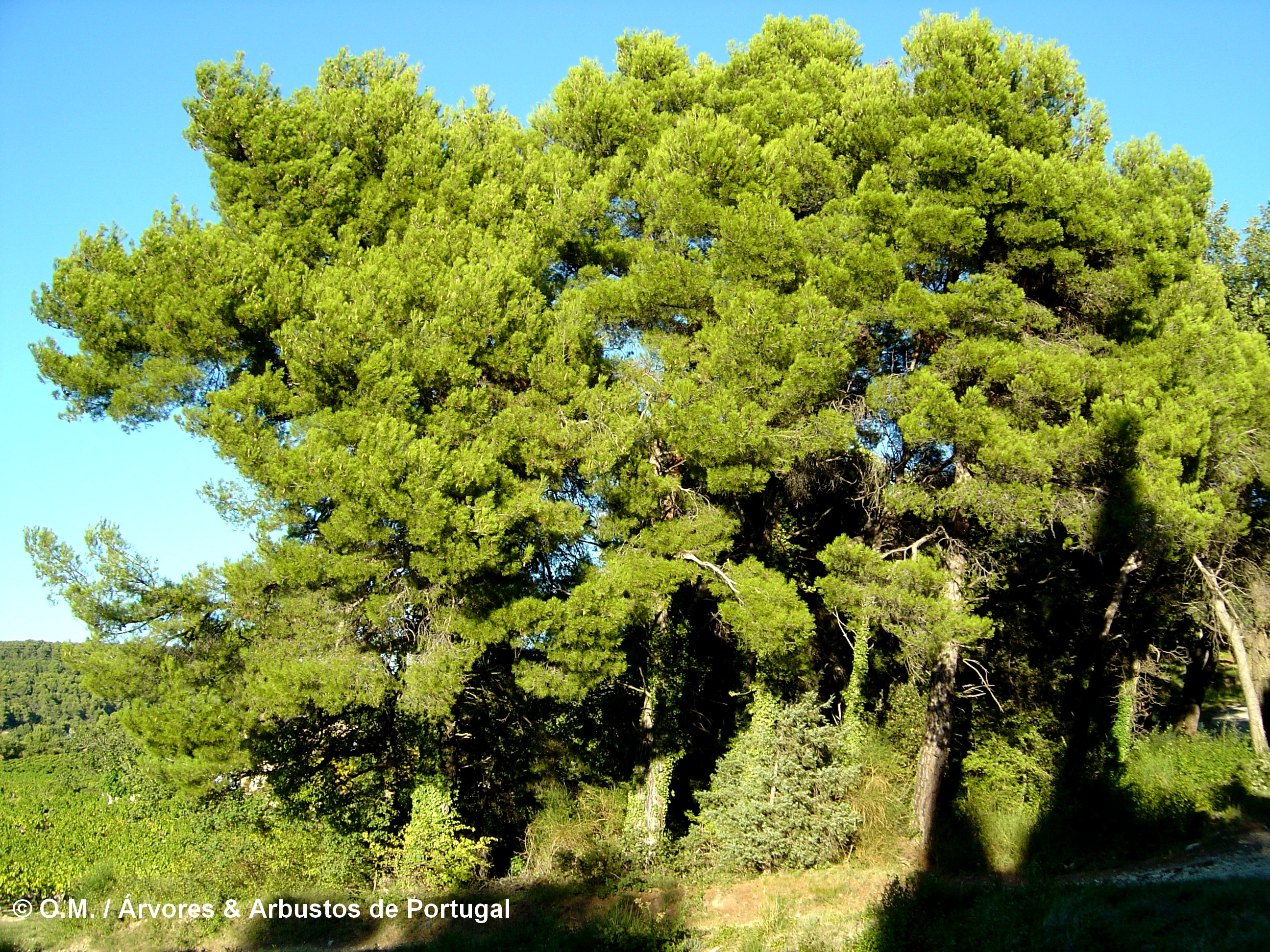 grupo de pinheiros-de-alepo – Pinus halepensis