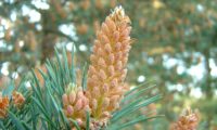 inflorescências masculinaspinheiro-silvestre – Pinus sylvestris