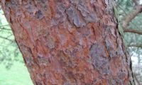 ritidoma alaranjado de pinheiro-silvestre – Pinus sylvestris