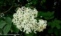 flores de sabugueiro, candeleiro, galacrista, canineiro – Sambucus nigra