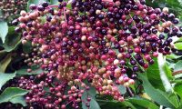 corimbo de frutos, bagas em maturação do sabugueiro, candeleiro – Sambucus nigra