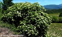 floração, sabugueiro – Sambucus nigra