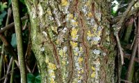 ritidoma de sabugueiro, candeleiro – Sambucus nigra