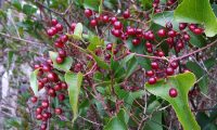 frutos imaturos de salsaparrilha, alegra-campo, alegação - Smilax aspera