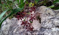 bagas ou frutos em formação de salsaparrilha, alegra-campo, alegação - Smilax aspera