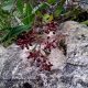 bagas ou frutos em formação de salsaparrilha, alegra-campo, alegação - Smilax aspera