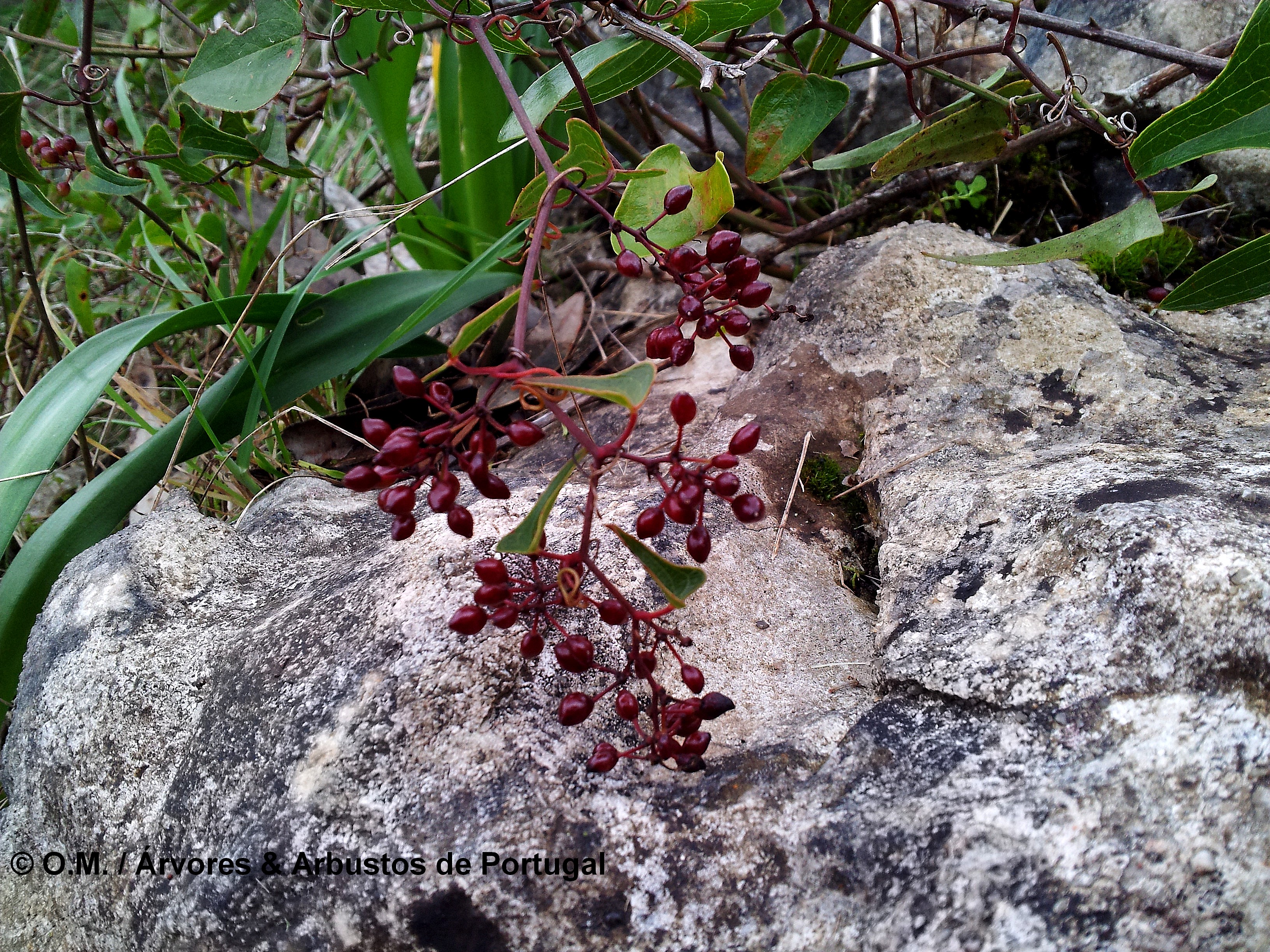 bagas ou frutos em formação de salsaparrilha, alegra-campo, alegação - Smilax aspera