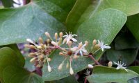 botões e flores masculinas de salsaparrilha, alegação - Smilax aspera