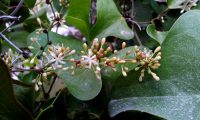 flores masculinas e botões de salsaparrilha, alegra-campo, alegação - Smilax aspera