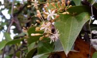 flores masculinas e botões de salsaparrilha, alegra-campo - Smilax aspera