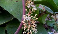 flores masculinas de salsaparrilha, alegra-campo, alegação - Smilax aspera