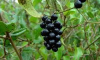 frutos de salsaparrilha - Smilax aspera