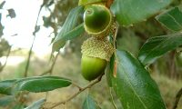 glandes imaturas de sobreiro, sobro - Quercus suber