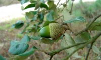 bolota imatura de sobreiro, sobro - Quercus suber