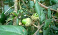 glandes em formação de sobreiro, sobro - Quercus suber