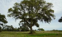 copa de sobreiro, sobro isolado - Quercus suber
