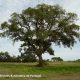 copa de sobreiro, sobro isolado - Quercus suber