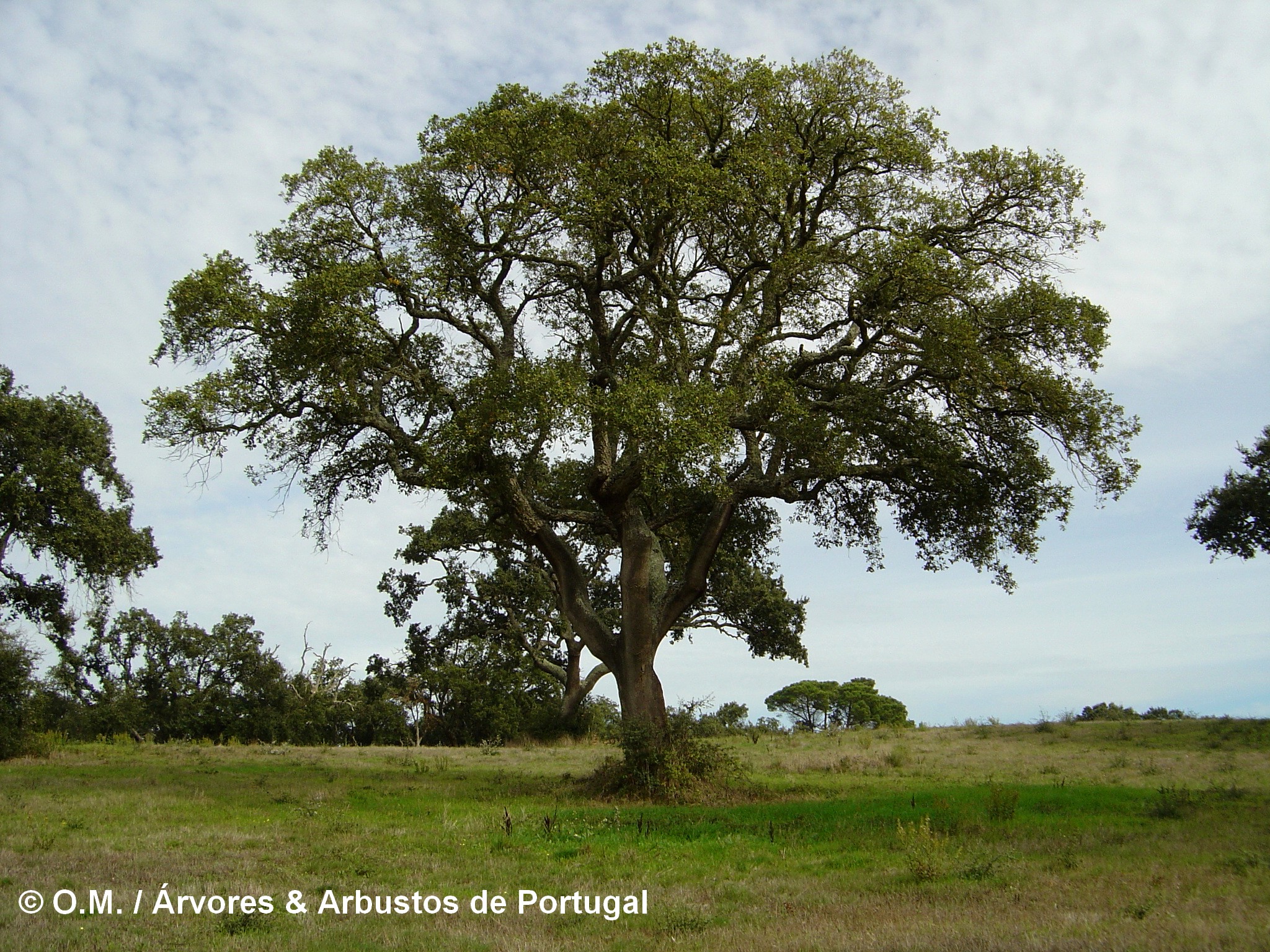 copa de sobreiro, sobro isolado - Quercus suber