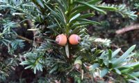 frutos imaturos de teixo – Taxus baccata