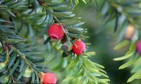 arilos maduros, frutos de teixo – Taxus baccata