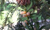flores masculinas de teixo – Taxus baccata
