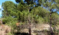hábito isolado de pinheiro-bravo - Pinus pinaster