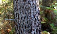 tronco com ritidoma característico de pinheiro-bravo - Pinus pinaster
