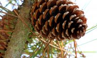 pinha de pinheiro-bravo - Pinus pinaster